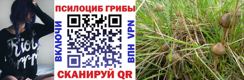 darknet наркотические препараты  hydra сайт  Зеленокумск  Галлюциногенные грибы Psilocybe 